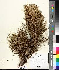 Pinus resinosa image