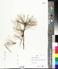 Pinus rigida image