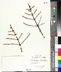 Pseudotsuga menziesii image