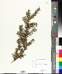 Taxus canadensis image