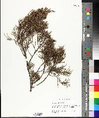 Juniperus bermudiana image