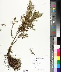 Thuja occidentalis image