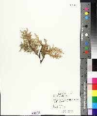 Thuja occidentalis image