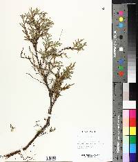 Thuja occidentalis image