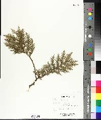 Thuja occidentalis image