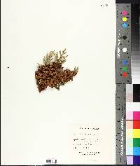 Thuja occidentalis image