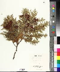 Thuja occidentalis image