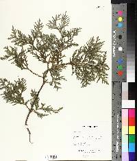 Thuja occidentalis image