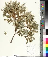 Thuja occidentalis image