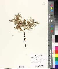 Thuja occidentalis image