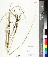 Carex aquatilis image