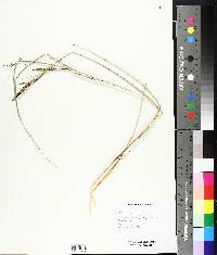 Carex aquatilis image