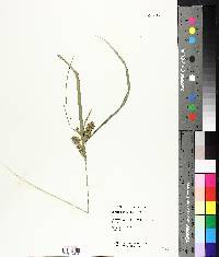 Carex retroflexa image