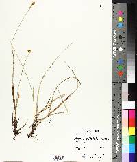 Carex viridula image