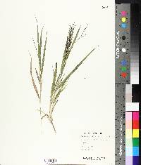 Leptochloa panicea image