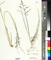 Muhlenbergia schreberi image