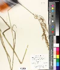 Sorghastrum nutans image