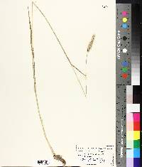 Panicum amarum image