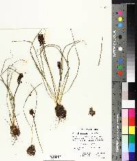 Muscari neglectum image