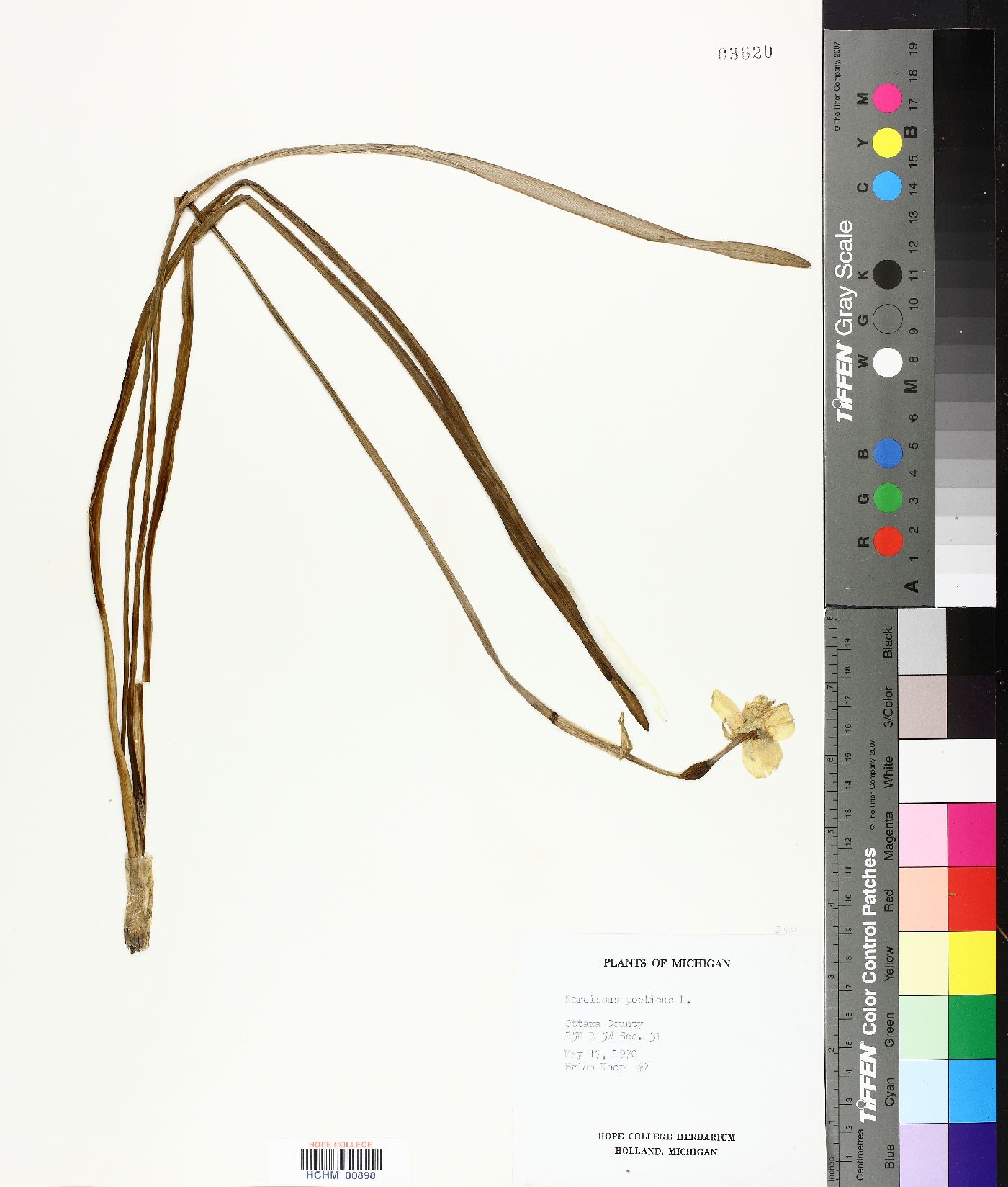 Narcissus poeticus image