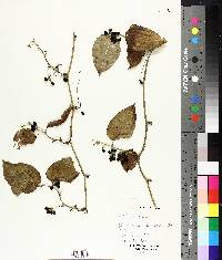 Smilax herbacea image