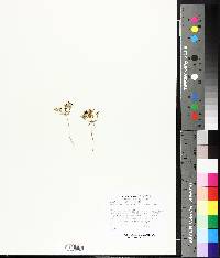 Brodiaea gracilis image