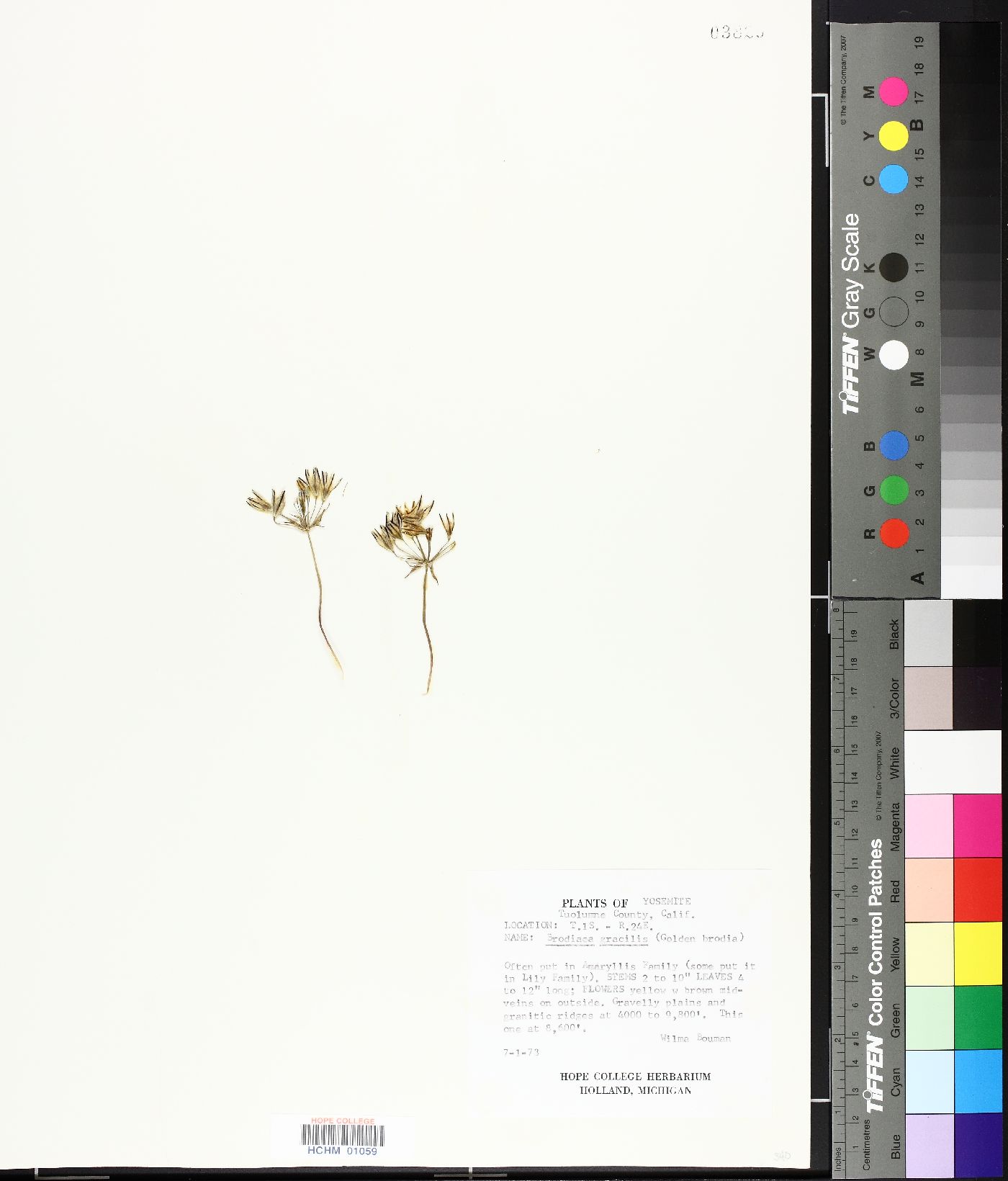 Brodiaea gracilis image