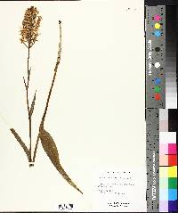 Platanthera ciliaris image