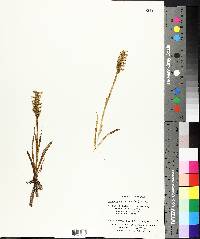 Spiranthes cernua image