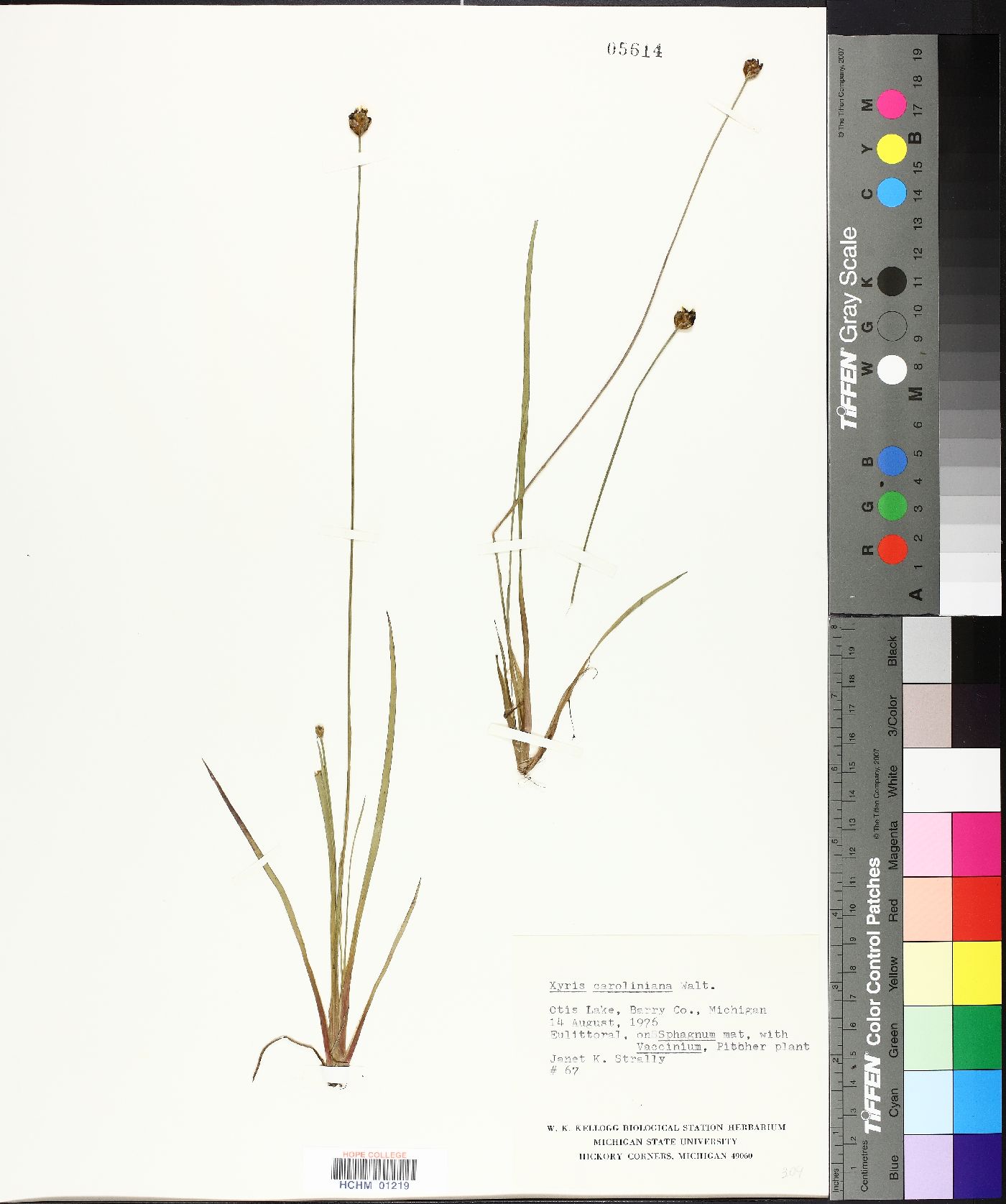 Xyris caroliniana image