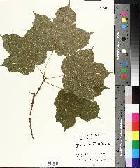 Acer nigrum image