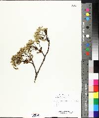 Acer platanoides image