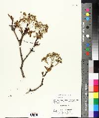 Acer platanoides image