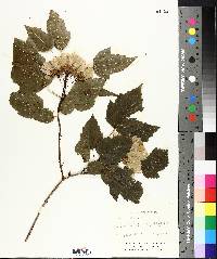 Acer ginnala image