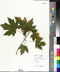 Acer saccharinum image