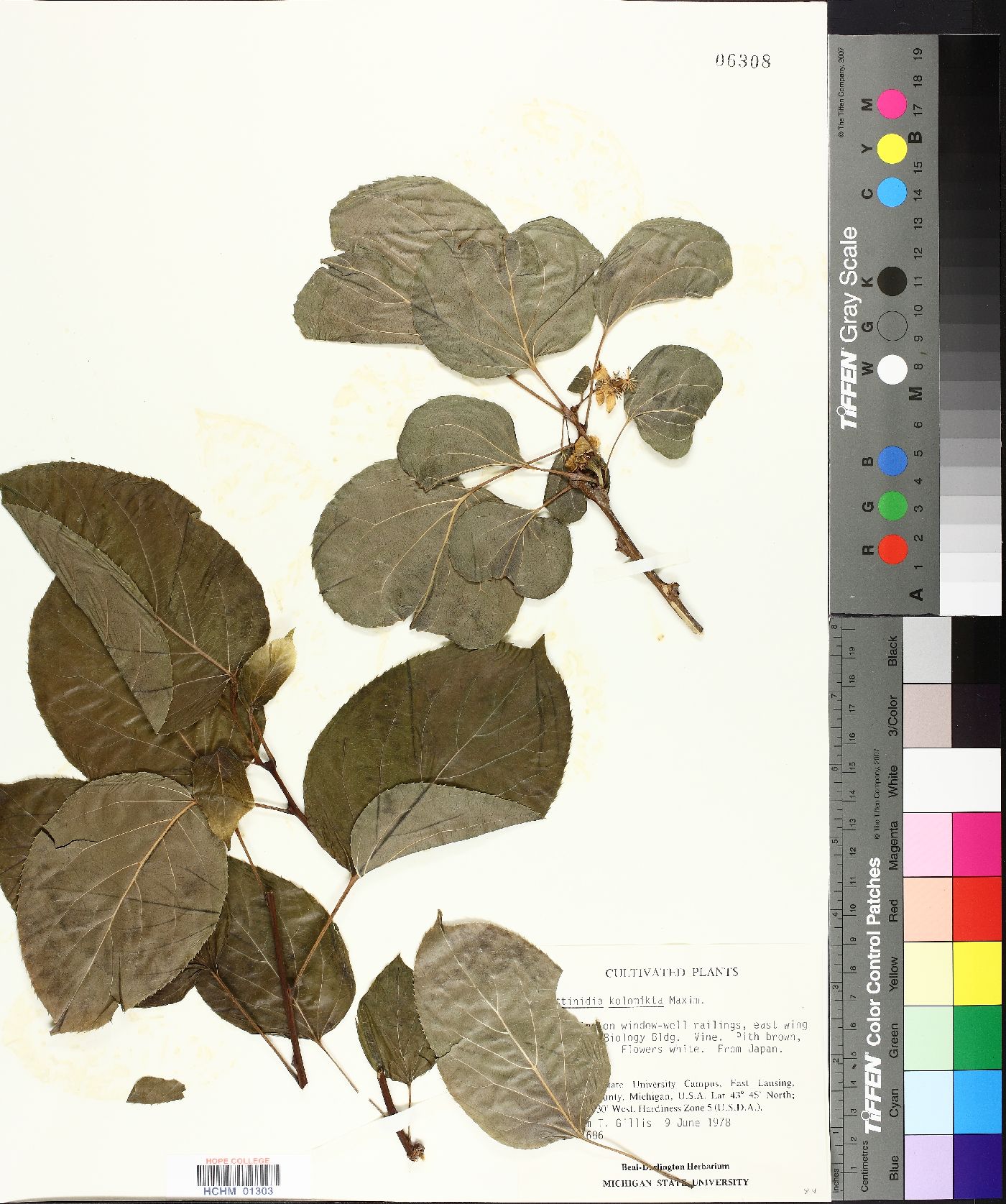Actinidia kolomikta image