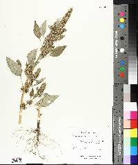 Amaranthus retroflexus image