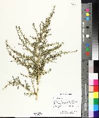 Amaranthus albus image