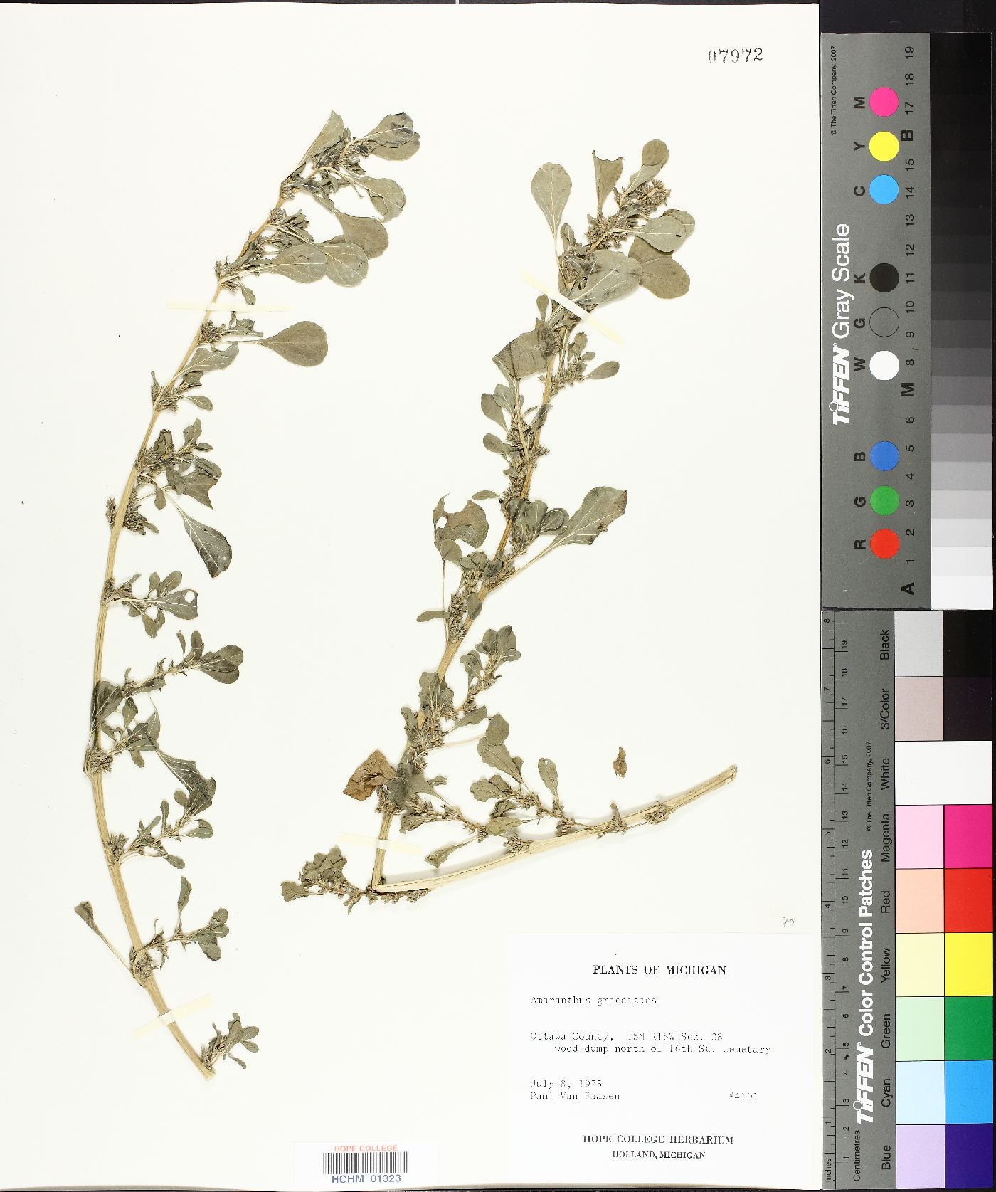 Amaranthus graecizans image