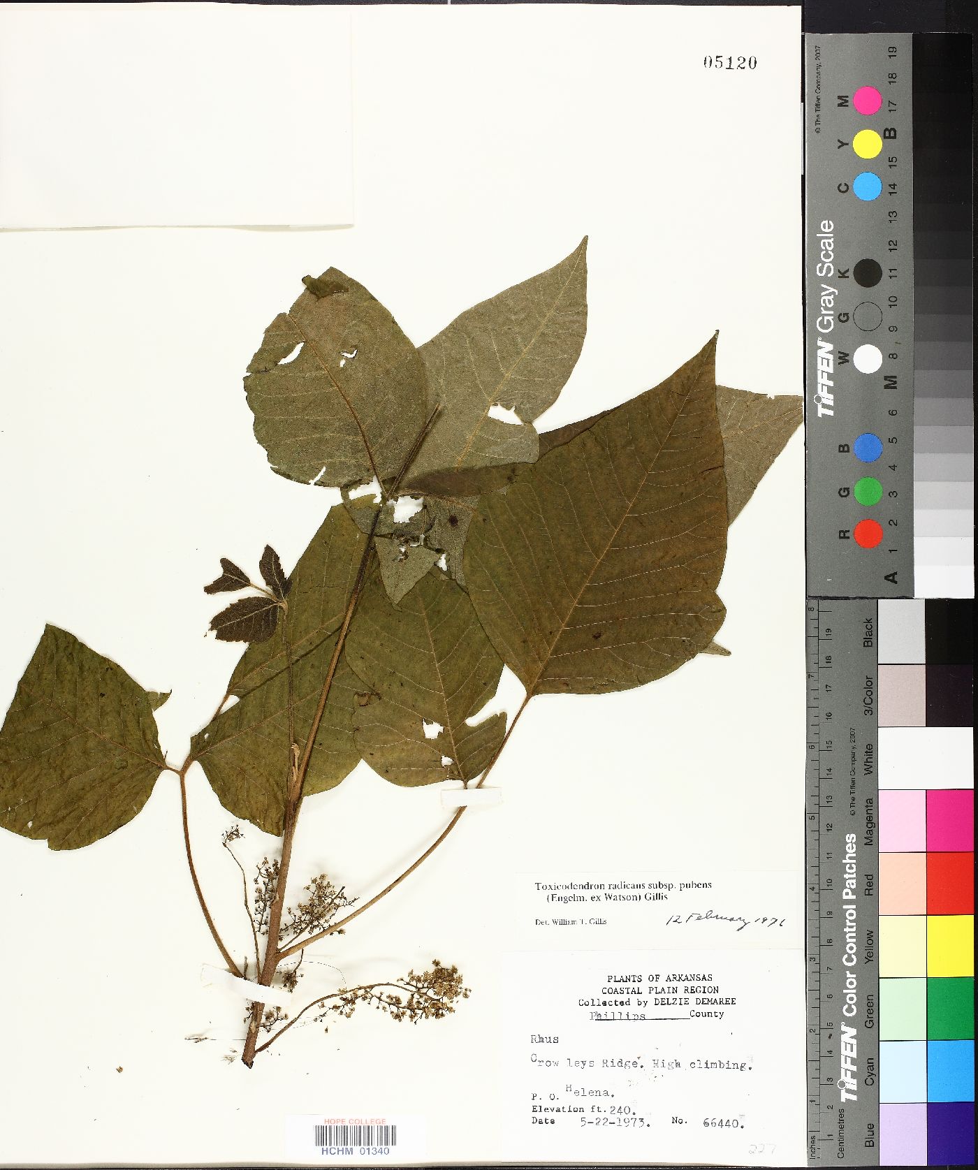 Toxicodendron radicans subsp. pubens image