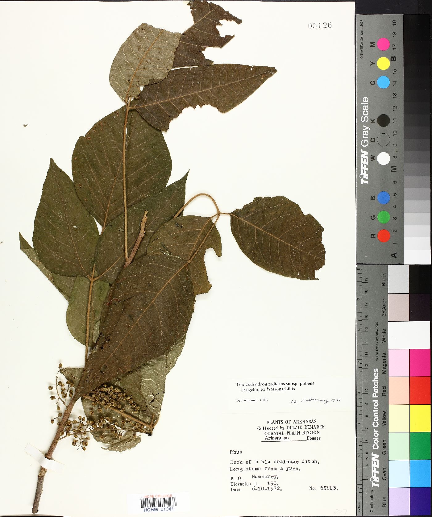 Toxicodendron radicans subsp. pubens image