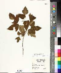 Toxicodendron radicans subsp. pubens image