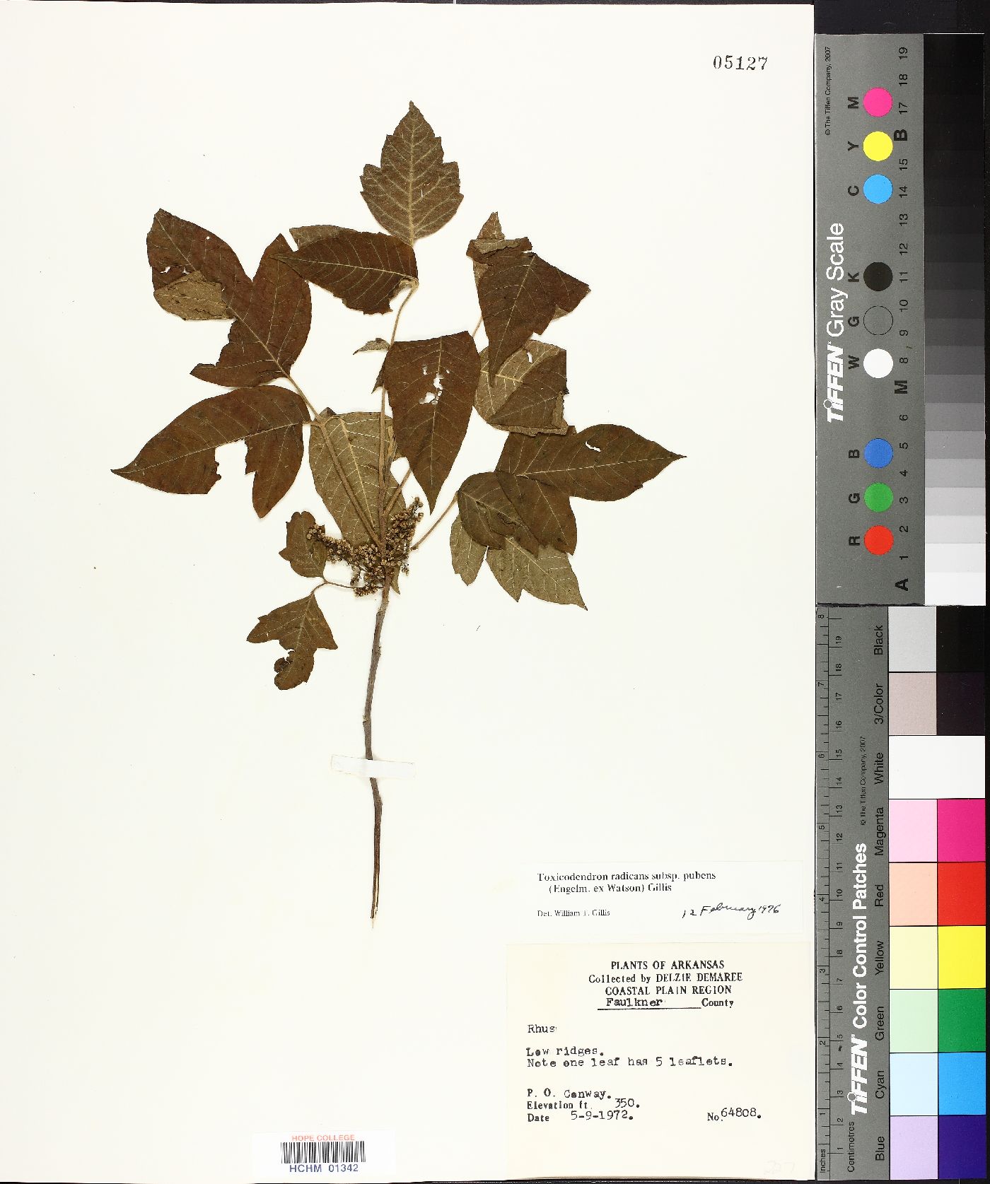 Toxicodendron radicans subsp. pubens image