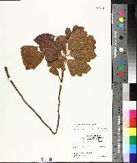 Toxicodendron pubescens image