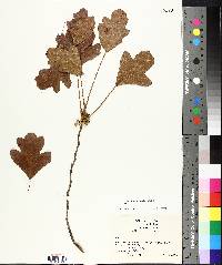 Toxicodendron pubescens image