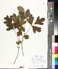 Toxicodendron pubescens image