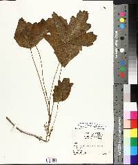 Toxicodendron pubescens image