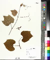 Vitis riparia image