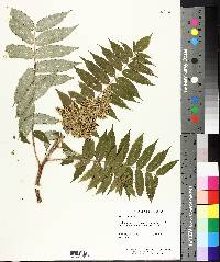 Rhus typhina image