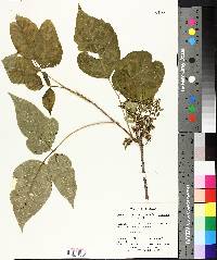 Toxicodendron radicans subsp. negundo image